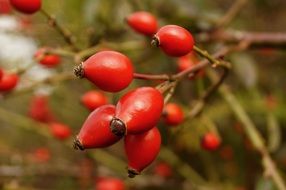 red rosehips in autumn