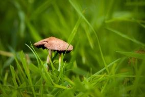 fungus among green grass
