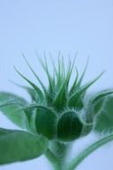 green sunflower bud