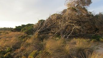 windswept bushes on the rottnest island