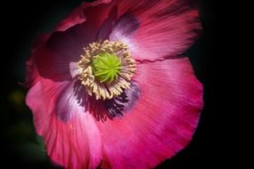 purple poppy flower closeup