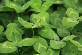 thickets of four-leaf clover