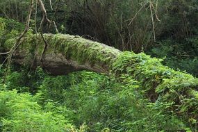 The tree lies among green grass