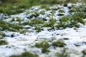 green grass with snow close-up