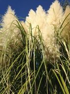 tall grass pampas