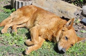 brown dog in the sun