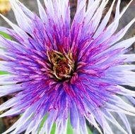 purple and white clematis flower