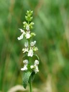 stachys recta is a perennial plant