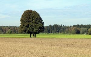 irresistible agriculture tree