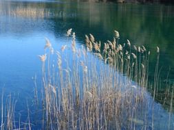 landscape of romantic pond with reeds