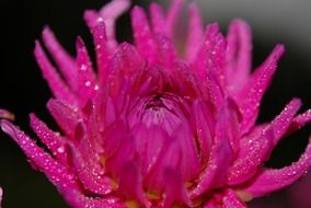 bright pink flower in water droplets