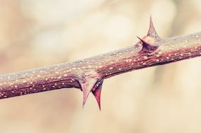 thorns on stalk close up