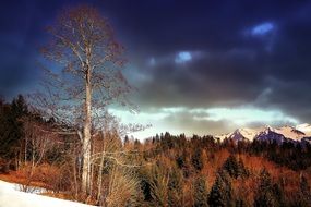 dark sky over forest landscape