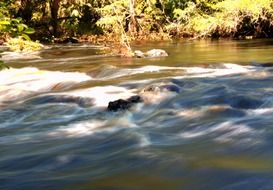river streams in wilderness, usa, florida