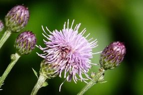 Beautiful, blooming wild, purple thistle flowers in spring