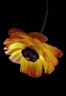 ranunculus yellow orange blossom black aback