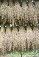 grain harvest in bunchs