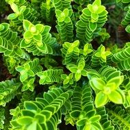 Plants with the green leaves in the garden