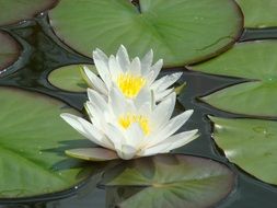 two white water lilies on a pond close-up