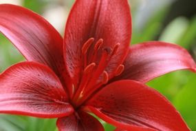 Red lily close up