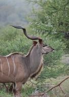 antelope kudu in Africa