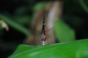 butterfly on a branch with green leaves