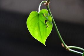 green leaf on a thin stalk