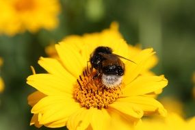 pollinating bee on the yellow flower