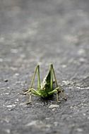 stunningly beautiful grasshopper insect