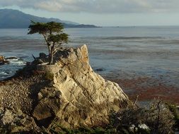 green tree on a rock near the ocean