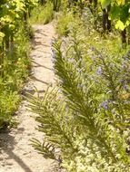 vineyard path summer scene