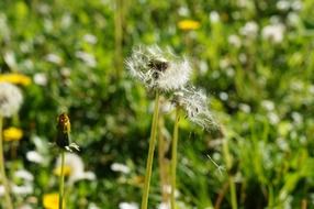 Macro photo of Natural dandelion on a meadow