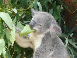 Koala is eating eucalyptus in Australia