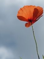 red poppy against a dark sky