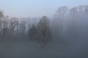 mist trees morning landscape