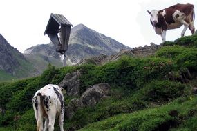 landscape of spotted cows near a wayside cross on an alpine mountain pass