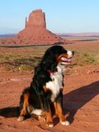 bernese mountain dog on a sandstone background in Valley in Utah