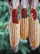 corn harvest in autumn