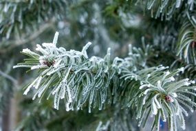 fir tree in hoarfrost