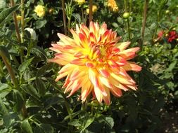 dahlia garden blossom