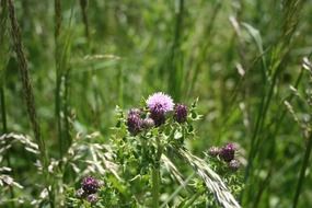 purple thistle flower on a summer day