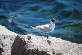 Seagull on the rock near the water