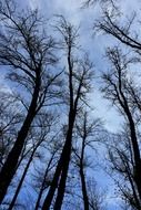 blue sky over the dense forest