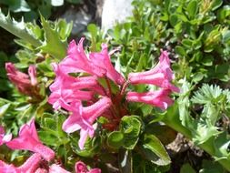 ciliated alpenrose flowers in a garden