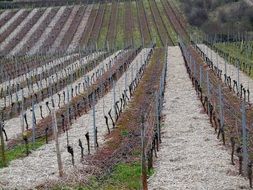 grape fields in winter