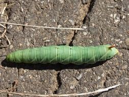 green butterfly caterpillar close-up