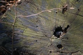 cracks in a felled tree
