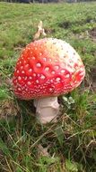 Colorful fly agaric in nature