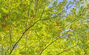 green leaves of trees glow in the sun