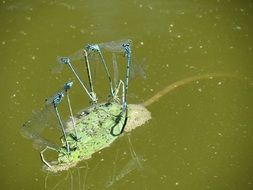 dragonfly on water summer close-up